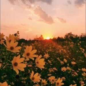 Meet your Posher, Sidney